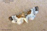 Eupithecia breviculata
