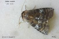 Tethea ocularis