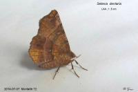 Selenia dentaria