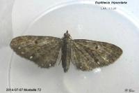 Eupithecia tripunctaria