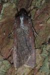 Peridroma saucia