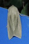 Rhizedra lutosa