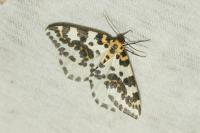 Abraxas grossulariata