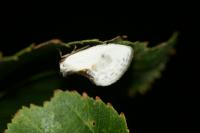 Cilix glaucata