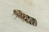 Dioryctria sylvestrella