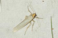Eilema caniola