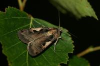 Xestia c-nigrum