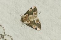 Thyatira batis