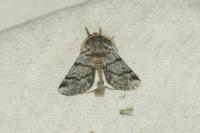 Thaumetopoea pityocampa