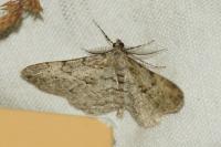 Peribatodes rhomboidaria rhomboidaria