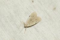 Pelosia muscerda