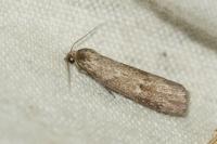 Pachycnemia hippocastanaria hippocastanaria
