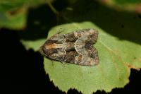 Oligia