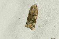 Noctua fimbriata/tirrenica