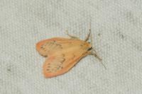 Miltochrista miniata