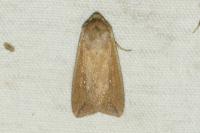 Mythimna unipuncta