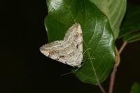 Aplocera efformata/plagiata