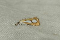 Catoptria pinella