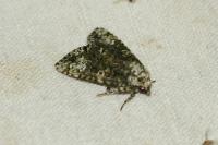 Craniophora ligustri