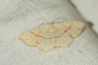 Cyclophora punctaria