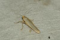 Eilema caniola