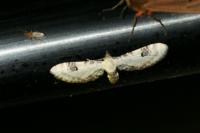 Eupithecia centaureata