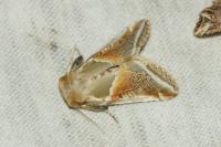 Habrosyne pyritoides