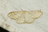 Idaea aversata
