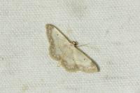 Idaea biselata