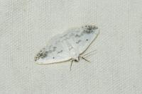 Lomographa temerata