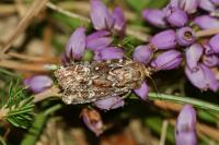 Lycophotia porphyrea