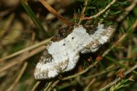 Melanthia procellata