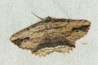 Menophra abruptaria