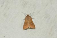 Mythimna albipuncta