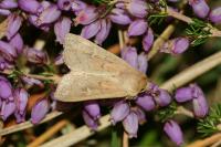 Mythimna ferrago