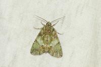 Polyphaenis sericata