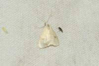 Rivula sericealis