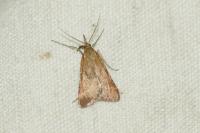 Synaphe punctalis