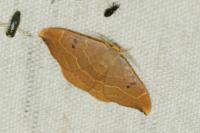 Watsonalla binaria