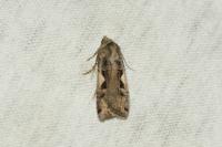 Xestia c-nigrum