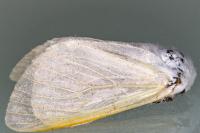 Leucoma salicis