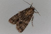 Acronicta rumicis