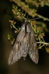 Hyloicus pinastri/maurorum