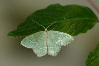 Hemithea aestivaria