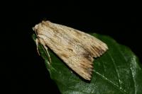 Apamea lithoxylaea