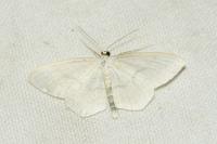 Scopula floslactata