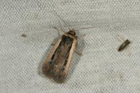 Ochropleura leucogaster