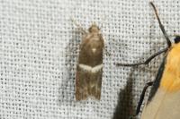 Elegia similella/atrifasciella