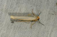 Eilema caniola