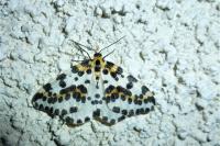 Abraxas grossulariata